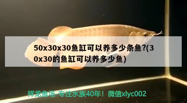 50x30x30魚缸可以養(yǎng)多少條魚?(30x30的魚缸可以養(yǎng)多少魚) 和尚魚