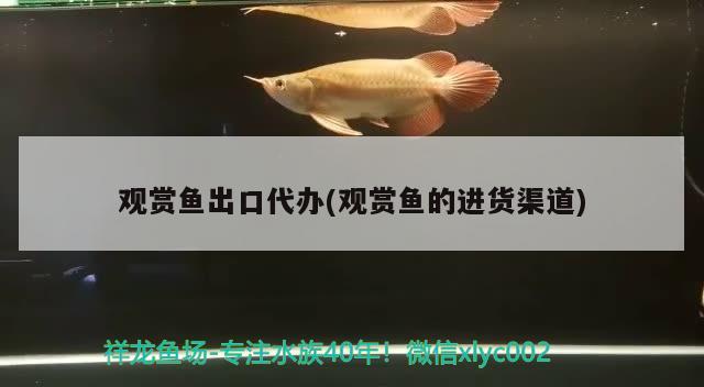 觀賞魚出口代辦(觀賞魚的進(jìn)貨渠道)