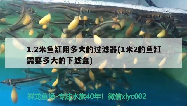 1.2米魚缸用多大的過濾器(1米2的魚缸需要多大的下濾盒)