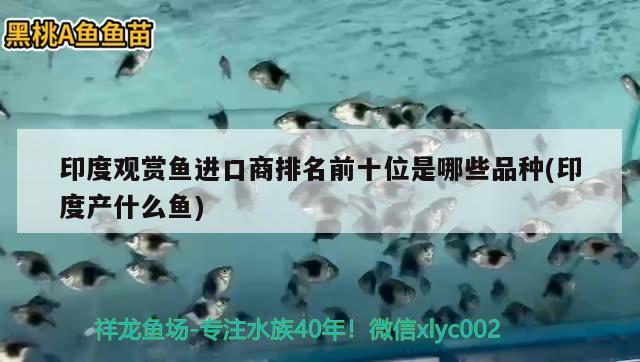 印度觀賞魚進口商排名前十位是哪些品種(印度產什么魚)