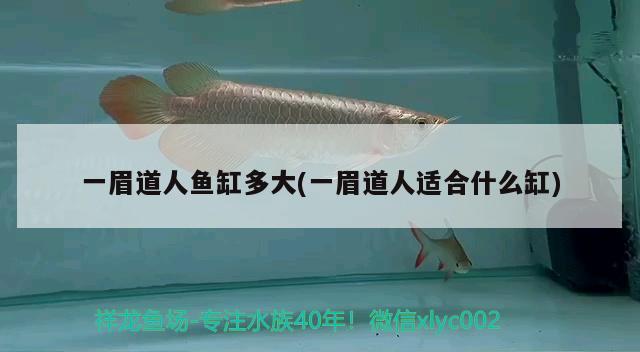 一眉道人魚缸多大(一眉道人適合什么缸) 一眉道人魚