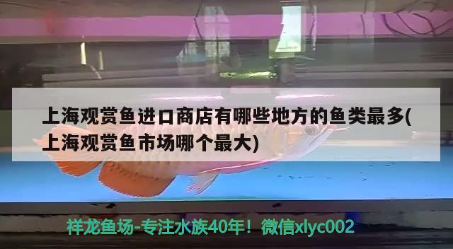 上海觀賞魚(yú)進(jìn)口商店有哪些地方的魚(yú)類最多(上海觀賞魚(yú)市場(chǎng)哪個(gè)最大)