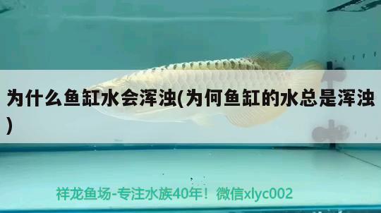 為什么魚缸水會渾濁(為何魚缸的水總是渾濁) 帝王血鉆魚