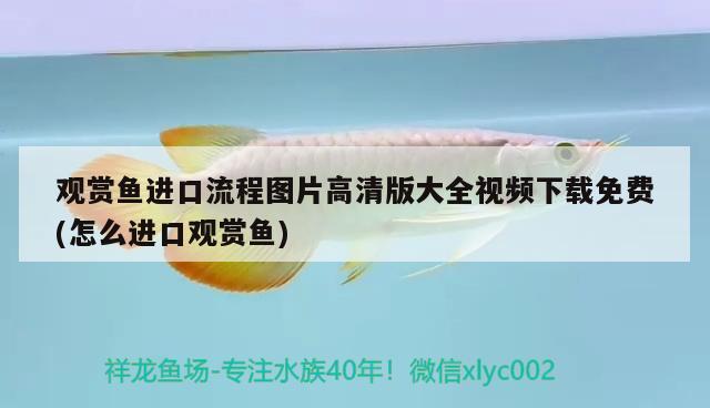 觀賞魚進(jìn)口流程圖片高清版大全視頻下載免費(fèi)(怎么進(jìn)口觀賞魚) 觀賞魚進(jìn)出口