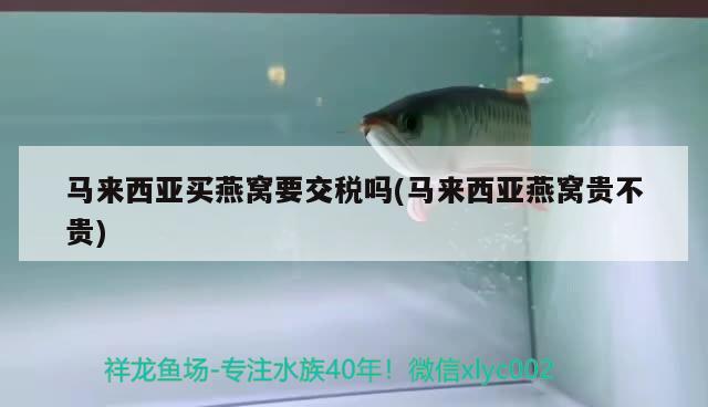 馬來西亞買燕窩要交稅嗎(馬來西亞燕窩貴不貴) 馬來西亞燕窩