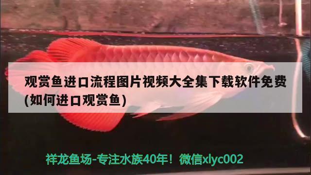 觀賞魚進口流程圖片視頻大全集下載軟件免費(如何進口觀賞魚)