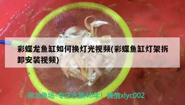 彩蝶龍魚缸如何換燈光視頻(彩蝶魚缸燈架拆卸安裝視頻) 成吉思汗鯊（球鯊）魚