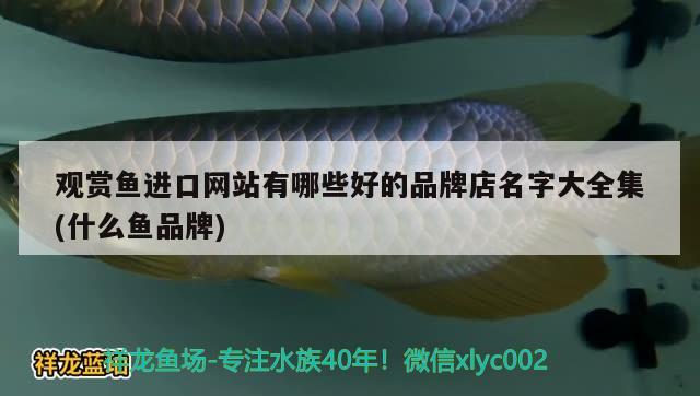 觀賞魚進(jìn)口網(wǎng)站有哪些好的品牌店名字大全集(什么魚品牌)