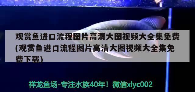 觀賞魚進(jìn)口流程圖片高清大圖視頻大全集免費(觀賞魚進(jìn)口流程圖片高清大圖視頻大全集免費下載) 觀賞魚進(jìn)出口