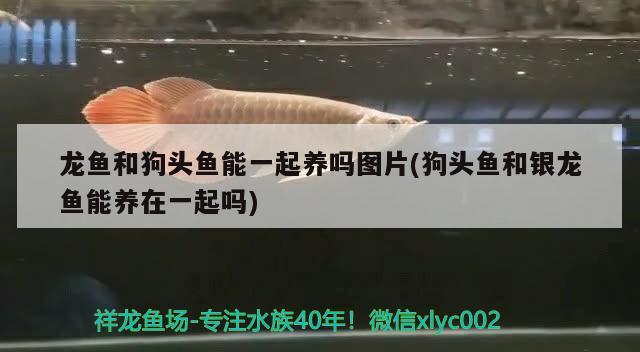 龍魚和狗頭魚能一起養(yǎng)嗎圖片(狗頭魚和銀龍魚能養(yǎng)在一起嗎) 狗頭魚