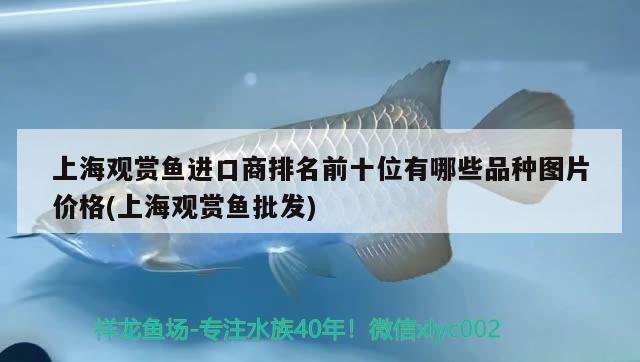 上海觀賞魚(yú)進(jìn)口商排名前十位有哪些品種圖片價(jià)格(上海觀賞魚(yú)批發(fā)) 觀賞魚(yú)進(jìn)出口