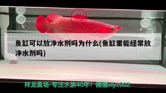 魚(yú)缸可以放凈水劑嗎為什么(魚(yú)缸里能經(jīng)常放凈水劑嗎)