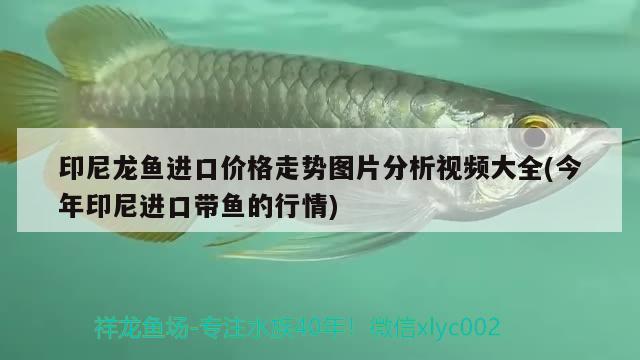 印尼龍魚進口價格走勢圖片分析視頻大全(今年印尼進口帶魚的行情) 觀賞魚進出口