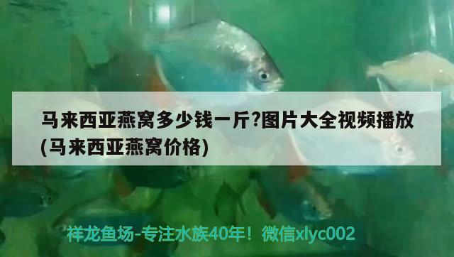 馬來西亞燕窩多少錢一斤?圖片大全視頻播放(馬來西亞燕窩價格)