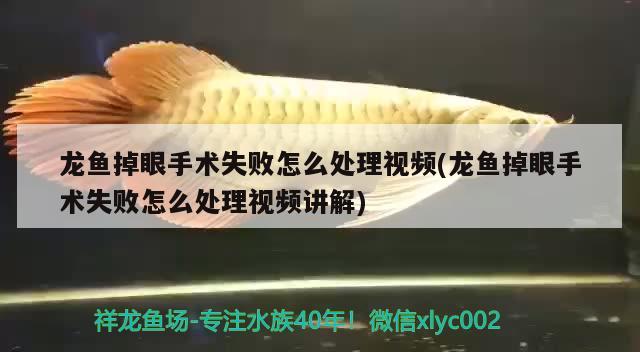 龍魚掉眼手術(shù)失敗怎么處理視頻(龍魚掉眼手術(shù)失敗怎么處理視頻講解)