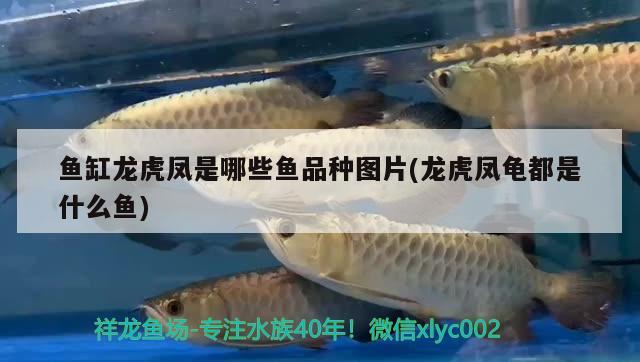 魚缸龍虎鳳是哪些魚品種圖片(龍虎鳳龜都是什么魚) 烏龜