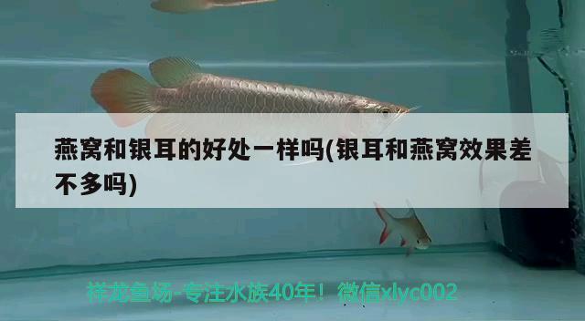 燕窩和銀耳的好處一樣嗎(銀耳和燕窩效果差不多嗎) 馬來西亞燕窩