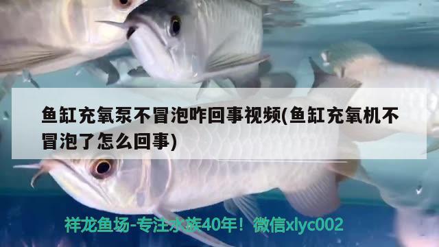 魚缸充氧泵不冒泡咋回事視頻(魚缸充氧機不冒泡了怎么回事) 眼斑魚