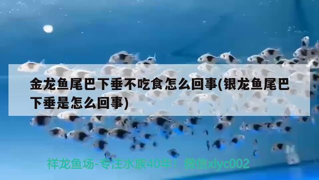 金龍魚尾巴下垂不吃食怎么回事(銀龍魚尾巴下垂是怎么回事) 銀龍魚百科