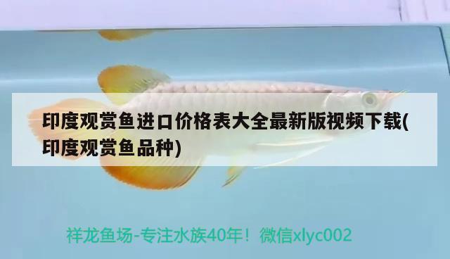 印度觀賞魚進口價格表大全最新版視頻下載(印度觀賞魚品種)