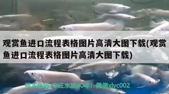 觀賞魚進口流程表格圖片高清大圖下載(觀賞魚進口流程表格圖片高清大圖下載) 觀賞魚進出口