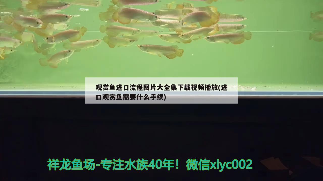 觀賞魚進(jìn)口流程圖片大全集下載視頻播放(進(jìn)口觀賞魚需要什么手續(xù)) 觀賞魚進(jìn)出口