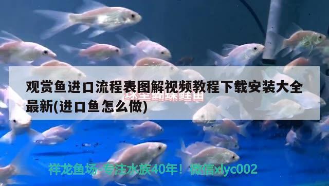 觀賞魚進(jìn)口流程表圖解視頻教程下載安裝大全最新(進(jìn)口魚怎么做) 觀賞魚進(jìn)出口