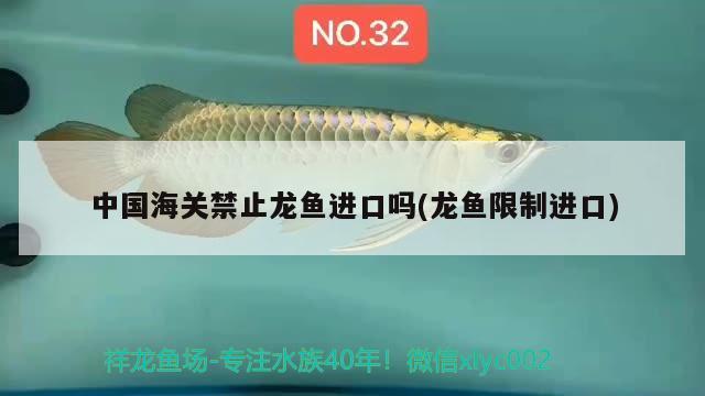 中國海關禁止龍魚進口嗎(龍魚限制進口)