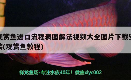 觀賞魚進(jìn)口流程表圖解法視頻大全圖片下載安裝(觀賞魚教程) 觀賞魚進(jìn)出口