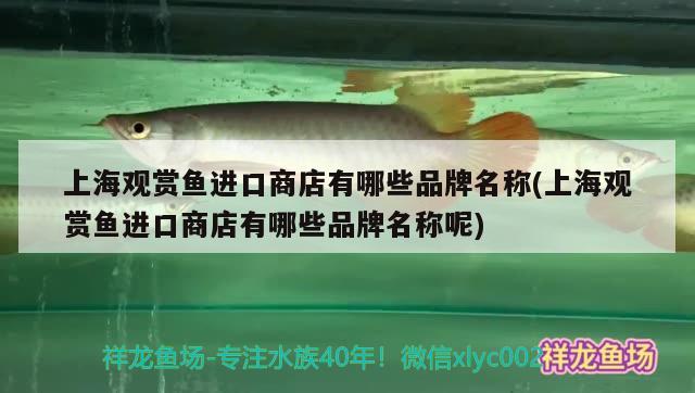 上海觀賞魚進(jìn)口商店有哪些品牌名稱(上海觀賞魚進(jìn)口商店有哪些品牌名稱呢) 觀賞魚進(jìn)出口