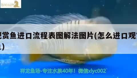 觀賞魚(yú)進(jìn)口流程表圖解法圖片(怎么進(jìn)口觀賞魚(yú))