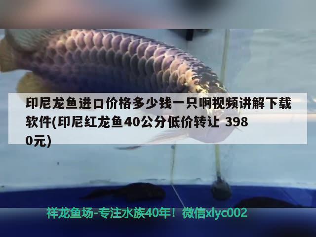 印尼龍魚進(jìn)口價(jià)格多少錢一只啊視頻講解下載軟件(印尼紅龍魚40公分低價(jià)轉(zhuǎn)讓3980元) 印尼紅龍魚