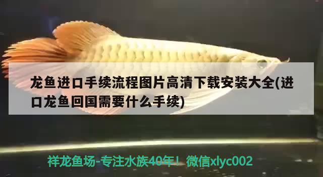 龍魚進口手續(xù)流程圖片高清下載安裝大全(進口龍魚回國需要什么手續(xù)) 觀賞魚進出口