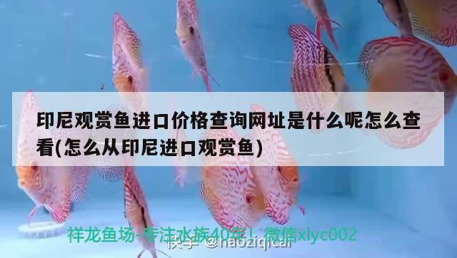 印尼觀賞魚進口價格查詢網址是什么呢怎么查看(怎么從印尼進口觀賞魚)