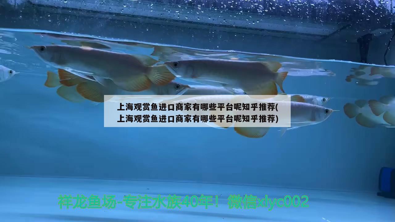 上海觀賞魚進口商家有哪些平臺呢知乎推薦(上海觀賞魚進口商家有哪些平臺呢知乎推薦)