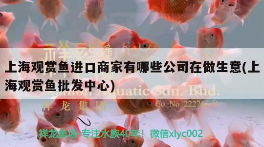 上海觀賞魚(yú)進(jìn)口商家有哪些公司在做生意(上海觀賞魚(yú)批發(fā)中心)