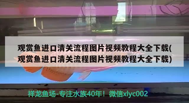 觀賞魚進(jìn)口清關(guān)流程圖片視頻教程大全下載(觀賞魚進(jìn)口清關(guān)流程圖片視頻教程大全下載)