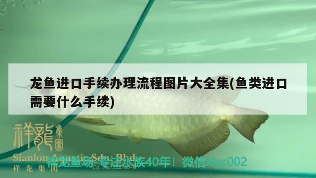 龍魚(yú)進(jìn)口手續(xù)辦理流程圖片大全集(魚(yú)類進(jìn)口需要什么手續(xù)) 觀賞魚(yú)進(jìn)出口