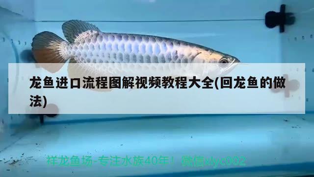 龍魚進(jìn)口流程圖解視頻教程大全(回龍魚的做法)