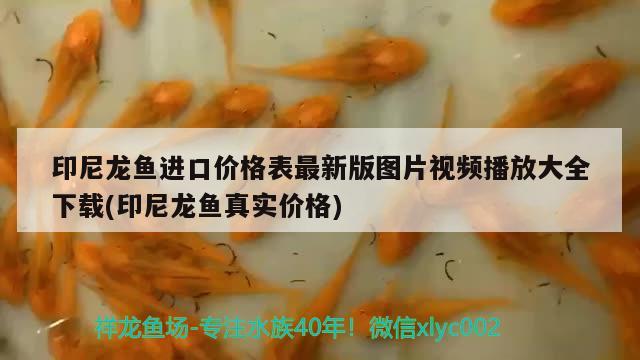 印尼龍魚進(jìn)口價(jià)格表最新版圖片視頻播放大全下載(印尼龍魚真實(shí)價(jià)格)