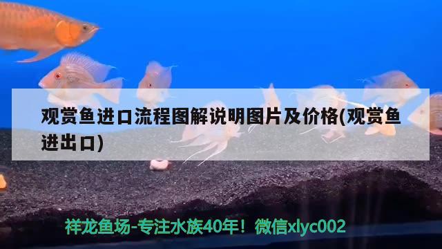 觀賞魚(yú)進(jìn)口流程圖解說(shuō)明圖片及價(jià)格(觀賞魚(yú)進(jìn)出口)