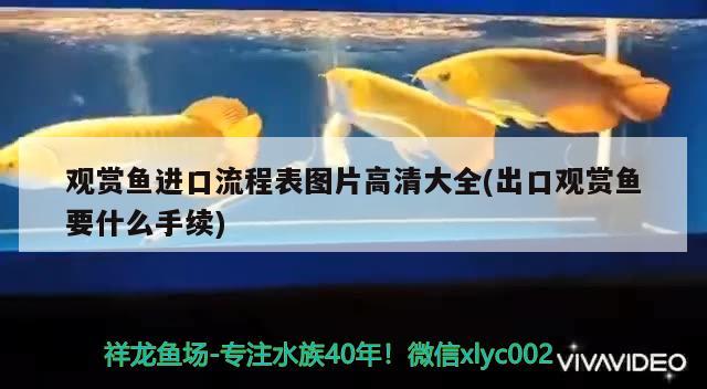 觀賞魚進口流程表圖片高清大全(出口觀賞魚要什么手續(xù)) 觀賞魚進出口