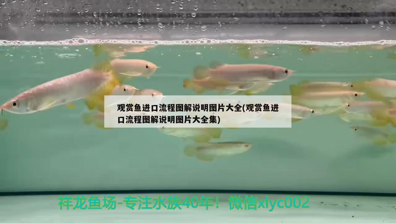 觀賞魚進(jìn)口流程圖解說明圖片大全(觀賞魚進(jìn)口流程圖解說明圖片大全集)