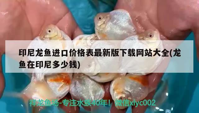 印尼龍魚進(jìn)口價(jià)格表最新版下載網(wǎng)站大全(龍魚在印尼多少錢) 觀賞魚進(jìn)出口