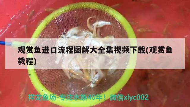 觀賞魚進(jìn)口流程圖解大全集視頻下載(觀賞魚教程)