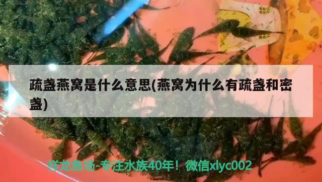 疏盞燕窩是什么意思(燕窩為什么有疏盞和密盞) 馬來西亞燕窩