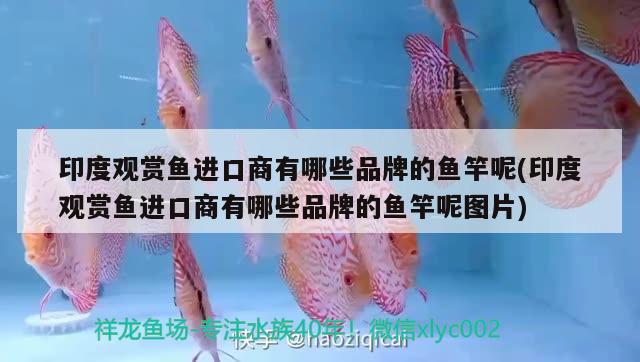 印度觀賞魚進(jìn)口商有哪些品牌的魚竿呢(印度觀賞魚進(jìn)口商有哪些品牌的魚竿呢圖片)