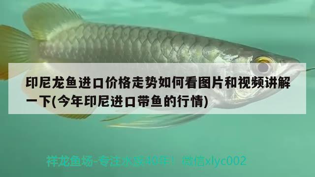 印尼龍魚進(jìn)口價(jià)格走勢如何看圖片和視頻講解一下(今年印尼進(jìn)口帶魚的行情)