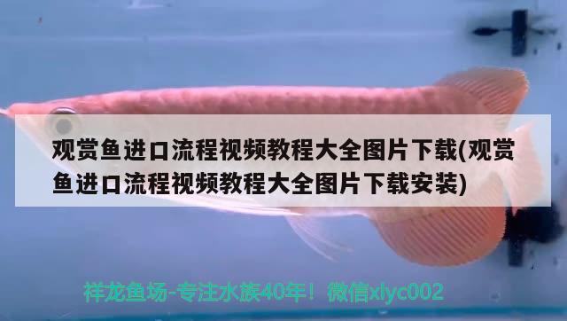 觀賞魚進口流程視頻教程大全圖片下載(觀賞魚進口流程視頻教程大全圖片下載安裝) 觀賞魚進出口