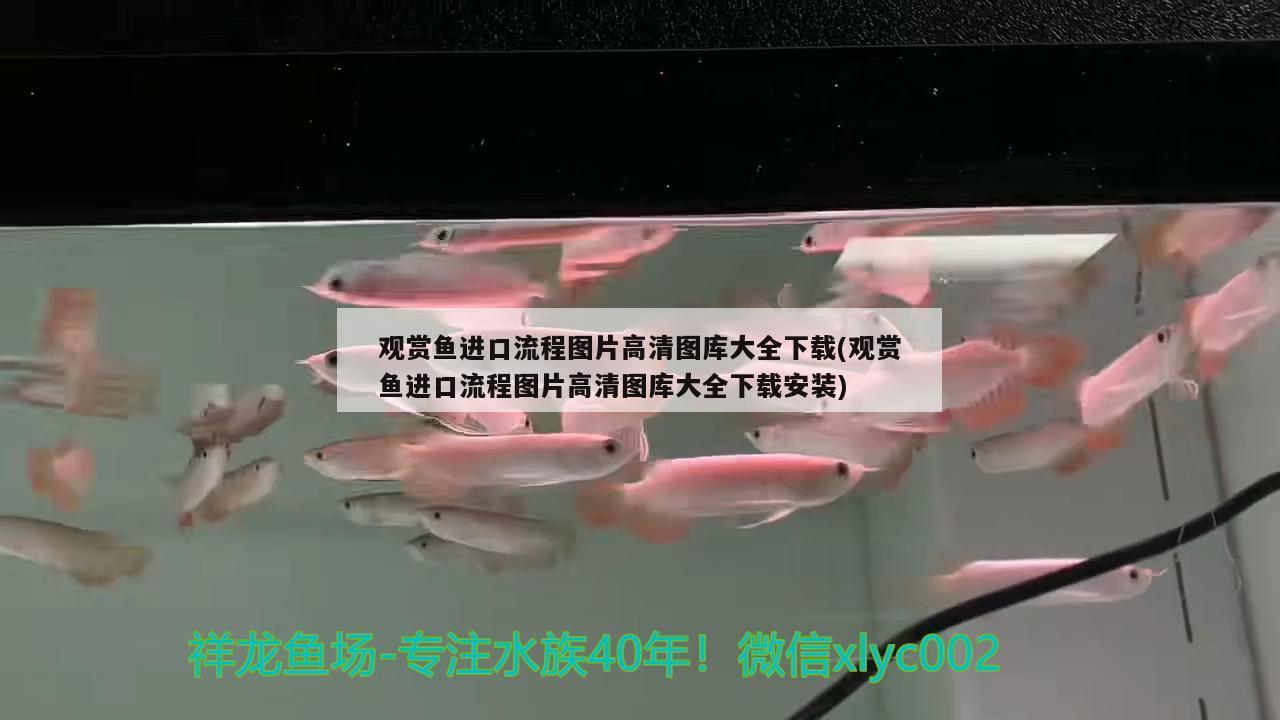 觀賞魚進口流程圖片高清圖庫大全下載(觀賞魚進口流程圖片高清圖庫大全下載安裝)